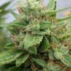 Joint Doctor Ogre Autoflowering female Seeds  