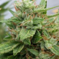 Joint Doctor Ogre Autoflowering female Seeds  