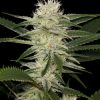 Dinafem Power Kush female Seeds Dinafem Power Kush female Seeds