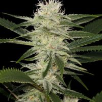 Dinafem Original Amnesia female Seeds  