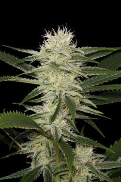 Dinafem Original Amnesia female Seeds Dinafem Original Amnesia female Seeds