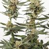 Dutch Passion Orange Hill Special female Seeds  