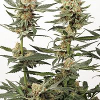 Dutch Passion Ortega Indica female Seeds  
