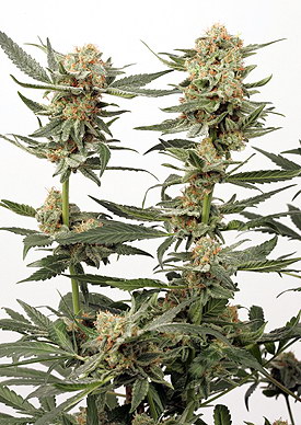Dutch Passion Ortega Indica female Seeds Dutch Passion Ortega Indica female Seeds