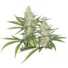Dutch Passion Ortega Indica female Seeds Dutch Passion Ortega Indica female Seeds