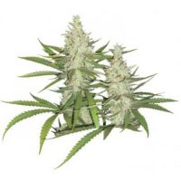 Dutch Passion Outlaw female Seeds  