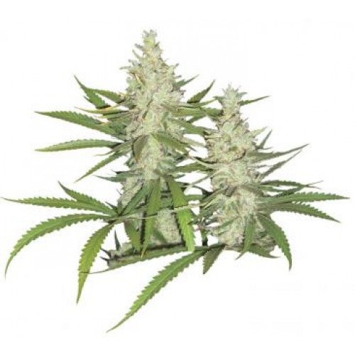 Dutch Passion Outlaw female Seeds Dutch Passion Outlaw female Seeds