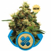 Royal Queen Seeds Painkiller XL female Seeds  