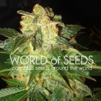 World of Seeds Pakistan Ryder Autoflowering female Seeds  