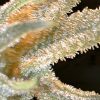 World of Seeds Pakistan Ryder Autoflowering female Seeds World of Seeds Pakistan Ryder Autoflowering female Seeds
