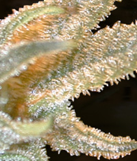 World of Seeds Pakistan Valley female Seeds World of Seeds Pakistan Valley female Seeds
