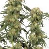 Dutch Passion Outlaw female Seeds Dutch Passion Outlaw female Seeds