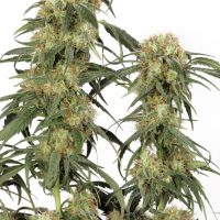 Dutch Passion Pamir Gold female Seeds  