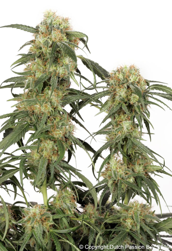 Dutch Passion Pamir Gold female Seeds Dutch Passion Pamir Gold female Seeds