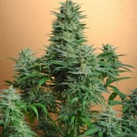 Nirvana Seeds Papaya female Seeds  