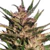 Dutch Passion Pamir Gold female Seeds Dutch Passion Pamir Gold female Seeds