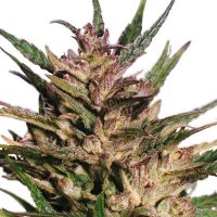 Dutch Passion Passion #1 female Seeds  