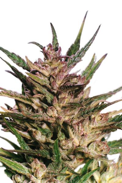 Dutch Passion Passion #1 female Seeds Dutch Passion Passion #1 female Seeds