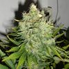 blackskull JACK HERER FEMALE blackskull JACK HERER FEMALE