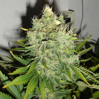 blackskull PEPPERJACK HAZE FEMALE blackskull PEPPERJACK HAZE FEMALE
