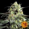 Barney's Farm Peyote critical female seeds Barney's Farm Peyote critical female seeds