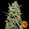 Barney's Farm Phatt Fruity female Seeds Barney's Farm Phatt Fruity female Seeds