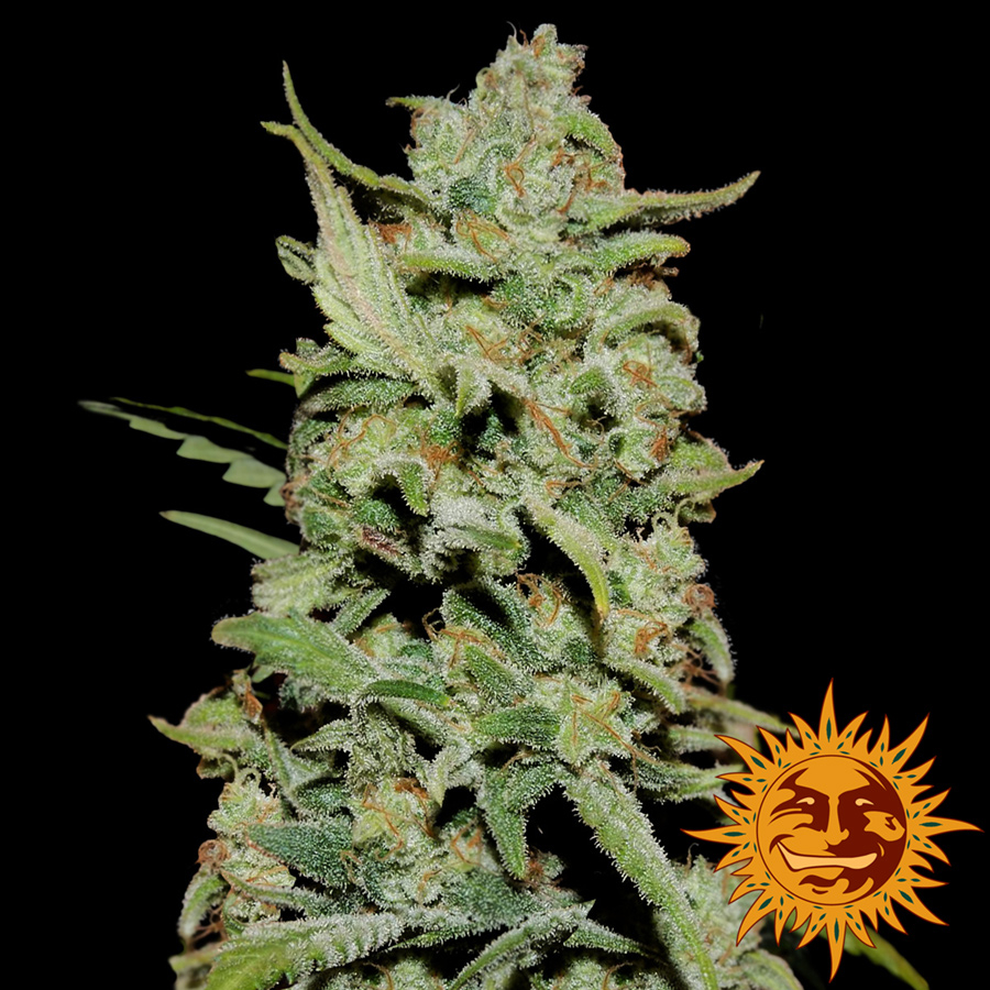 Barney's Farm Peyote critical female seeds Barney's Farm Peyote critical female seeds