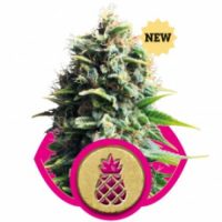 Royal Queen Seeds Pineapple Kush female Seeds  