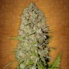 Fast Buds Northern Express female seeds Fast Buds Northern Express female seeds