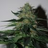 blackskull PEPPERJACK HAZE FEMALE blackskull PEPPERJACK HAZE FEMALE