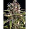 Seedsman Somango female Seeds Seedsman Somango female Seeds