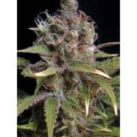 Seedsman Power Africa female Seeds  