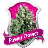 Royal Queen Seeds Pineapple Kush female Seeds  