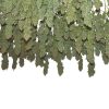 Dutch Passion Purple #1 female Seeds Dutch Passion Purple #1 female Seeds