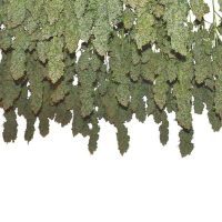 Dutch Passion Power Plant female Seeds  