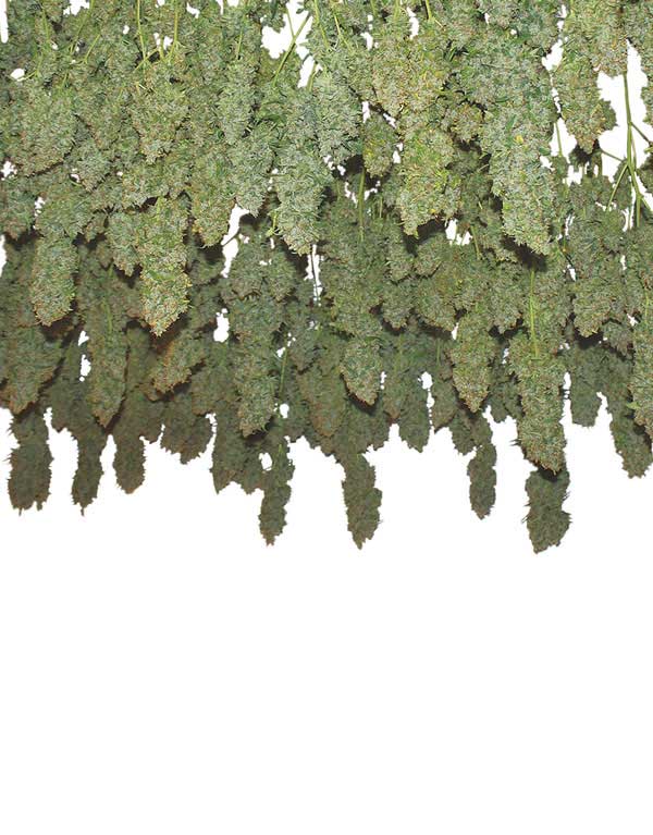 Dutch Passion Power Plant female Seeds Dutch Passion Power Plant female Seeds