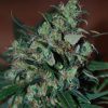 blackskull PINEAPPLE GUM FEMALE blackskull PINEAPPLE GUM FEMALE