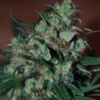blackskull POWER BUD FEMALE  