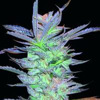 World of Seeds Privilege female Seeds  
