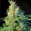 Sweet Seeds Red Poison Auto female Seeds Sweet Seeds Red Poison Auto female Seeds