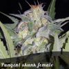 Discount Female Seeds Skunk female seeds Discount Female Seeds Skunk female seeds