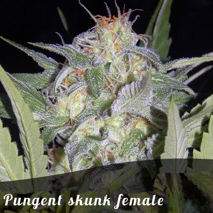 Bulk Seeds Pungent skunk female seeds Bulk Seeds Pungent skunk female seeds