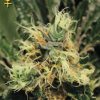 Greenhouse Seed Co. NL5 Haze Mist female Seeds Greenhouse Seed Co. NL5 Haze Mist female Seeds