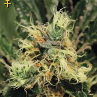 Greenhouse Seed Co. Pure Kush female Seeds  