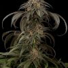 Dinafem Remo Chemo female seeds Dinafem Remo Chemo female seeds