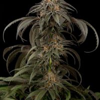 Dinafem Purple Afghan Kush female Seeds  