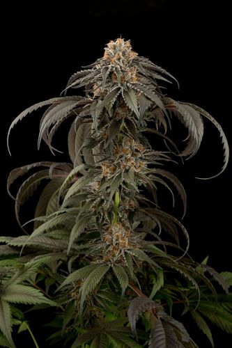 Dinafem Purple Afghan Kush female Seeds Dinafem Purple Afghan Kush female Seeds