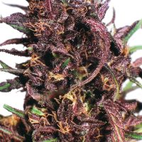 Dutch Passion Purple #1 female Seeds  