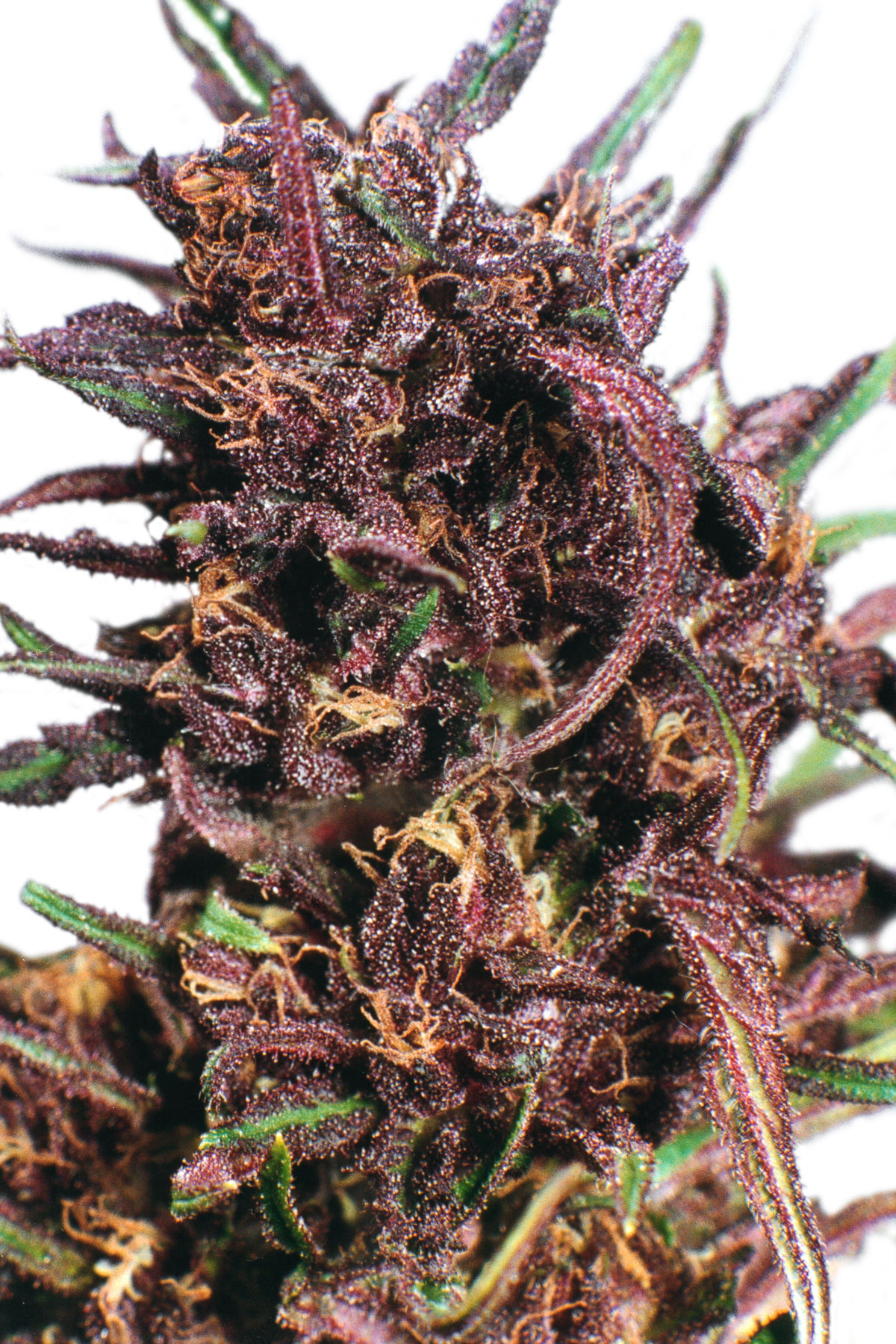 Dutch Passion Purple #1 female Seeds Dutch Passion Purple #1 female Seeds