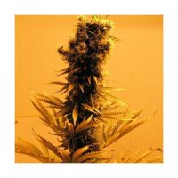 Nirvana Seeds Raspberry Cough female Seeds  